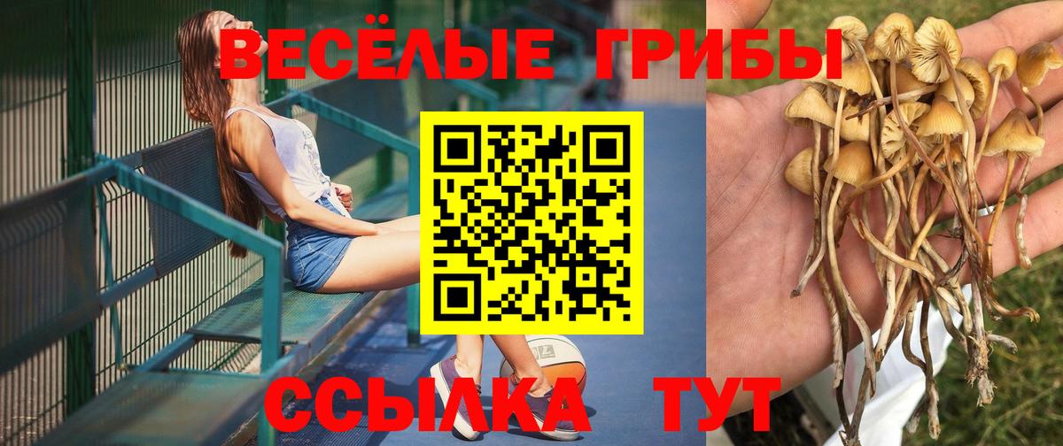 Псилоцибиновые грибы GOLDEN TEACHER Кропоткин